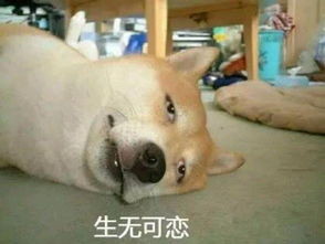 求这个柴犬表情包的原图不要有p上去的眼睛嘴巴文字什么