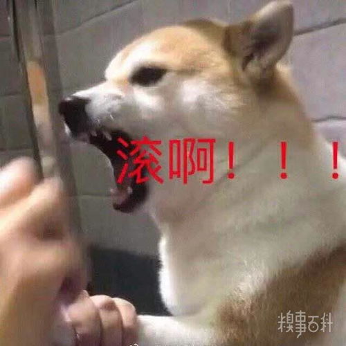 搞笑表情包文案没有你