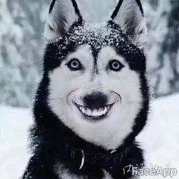 寻找此头像的另一半