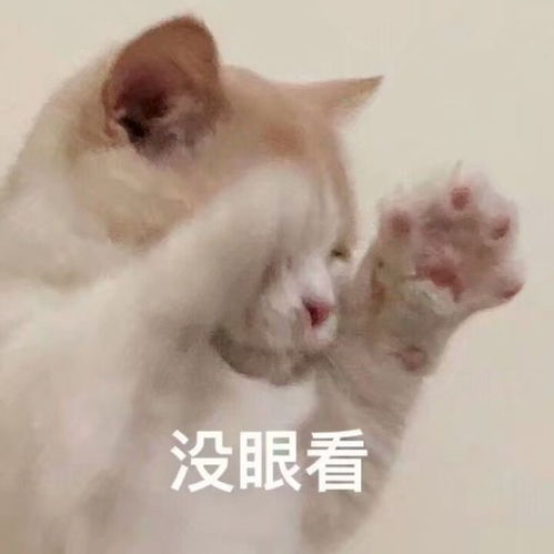 新手养猫准备注意事项