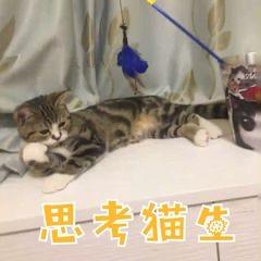 我超级喜欢的一组搞笑猫猫表情,超可爱沙雕哇,快来收图