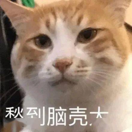 每周猫咪沙雕表情包速存