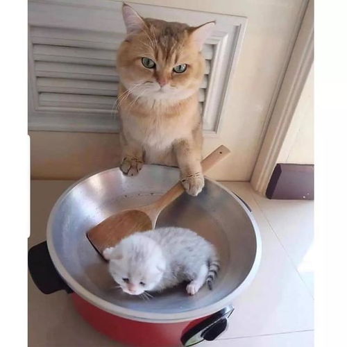 当沙雕猫咪表情包变成了小清新水彩画
