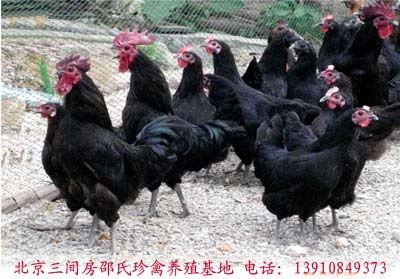 红头鸡是不是保护动物
