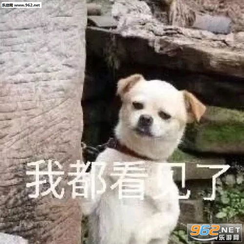 揭不开锅图片表情小猫小狗卖惨表情包下载乐游网游戏下载