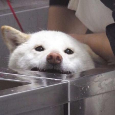 可爱动物头像,狗狗小猫猛男专属你快来吧