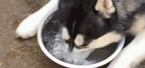 哈士奇搞笑图片表情包蜜蜂
