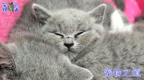 几只猫宝宝在睡觉,主人拿小鱼干挑逗,萌猫的表情看了笑得肚子疼