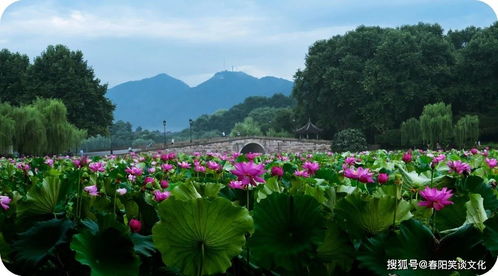 心如莲花心地宽,人生一笑天地广,人情冷暖,花开花谢