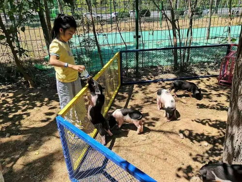 郭庄子农趣乐园,新晋萌宠乐园太适合溜娃了,还有好玩的童乐园