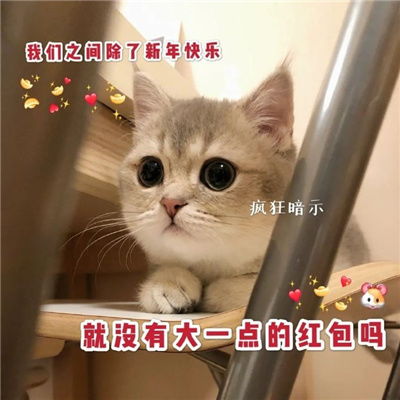 超萌新年猫咪拜年表情包2021坏运统统走开