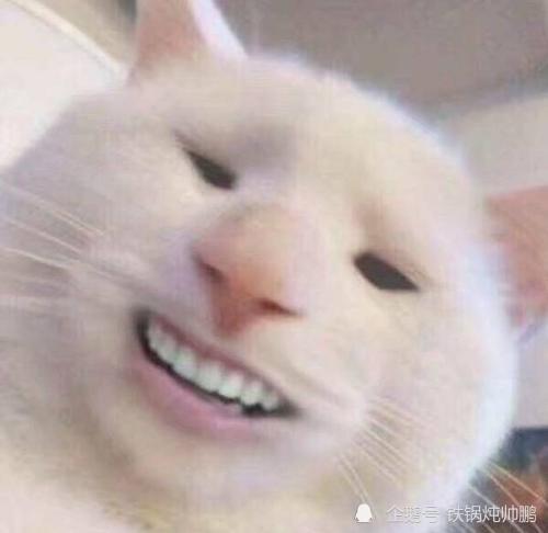 各种搞笑的动物图片,你笑了吗快来一起看看吧