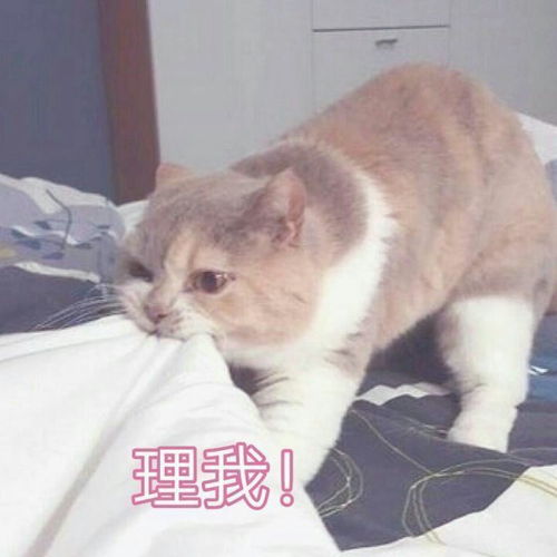 沙雕表情包丨男朋友生气了该怎么哄