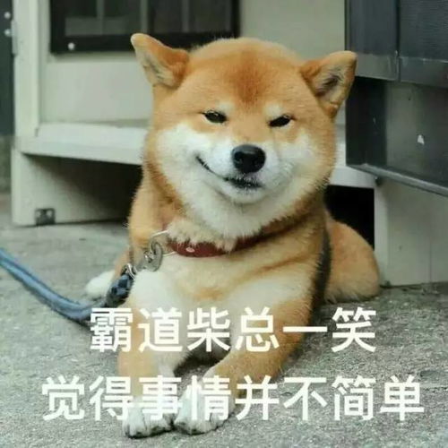趣柴犬来了,二哈地位不保