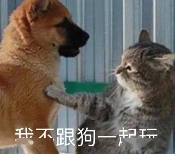 热门沙雕表情包能给我发20块钱红包买个月饼吗