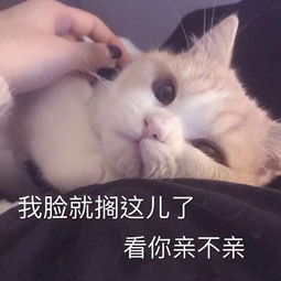 每日表情丨眉有感情