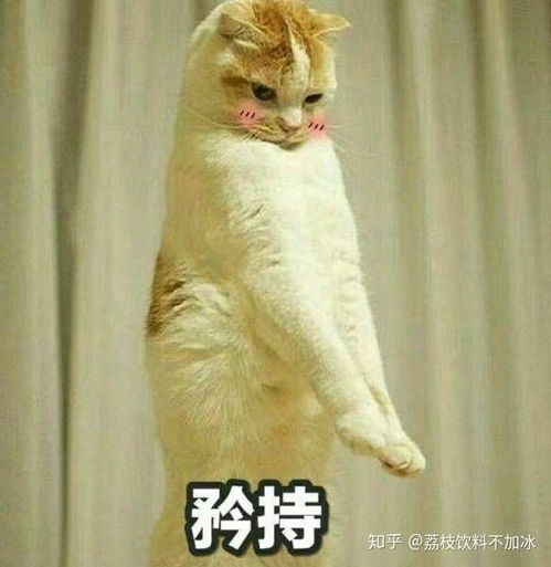 特别搞笑的表情包猫咪