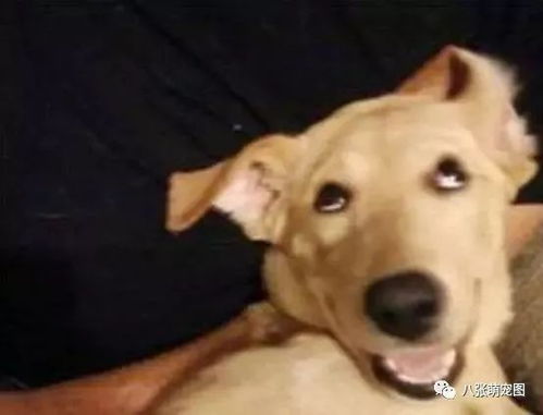 养猫和养狗的区别,心疼养猫的