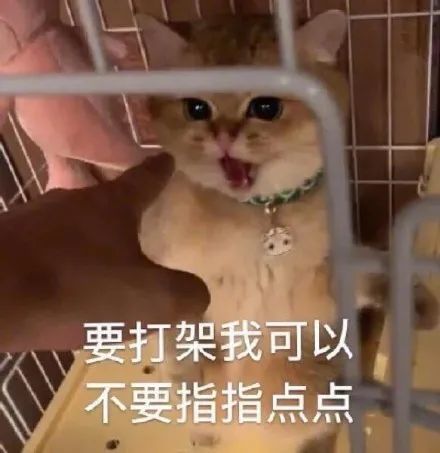 表情包猫咪骂骂咧咧系列