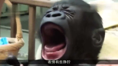 刚出生的小猩猩见到人类,发出这的表情,和人类小伙像极了