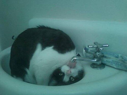 整理了一些猫狗和两脚兽沙雕表情包