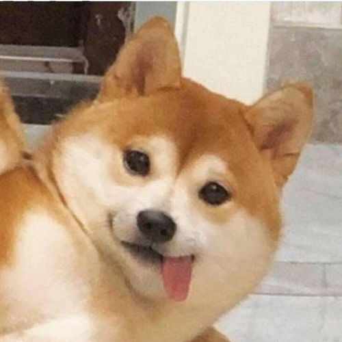 柴犬果然是表情包界的扛把子,有照片为证