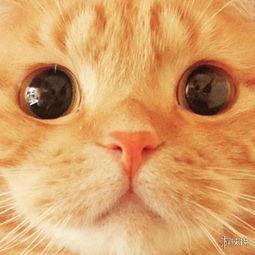 圆圆大脸好想蹂躏日本萌萌小橘猫muta让你失去抵抗力