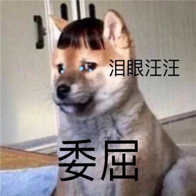 沙雕表情包我不是舔狗我是哥哥犬系女友