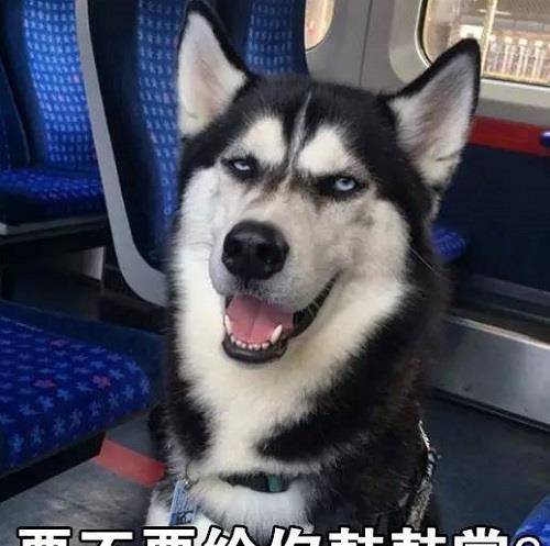 网友带二哈上朋友家做客,半个小时后,主人欲哭无泪