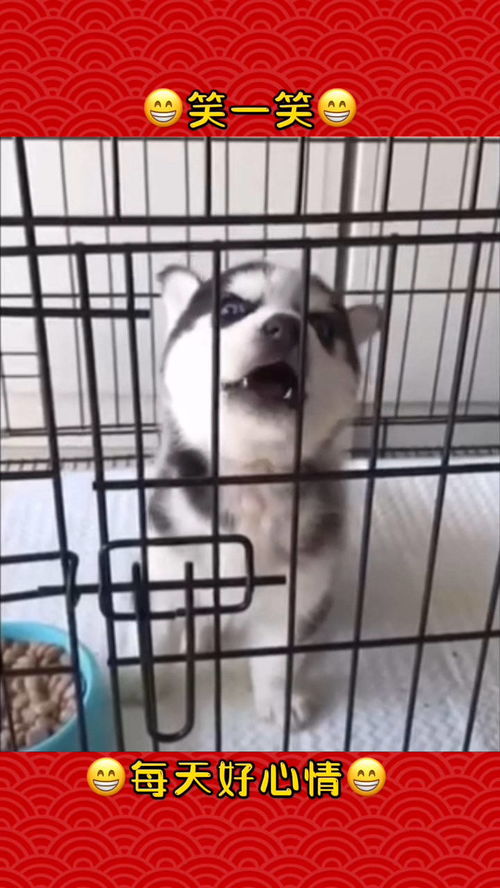 搞笑视频每天笑一笑快乐好心情