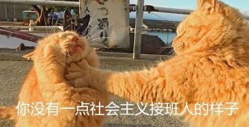 表情包搞笑沙雕动图猫图