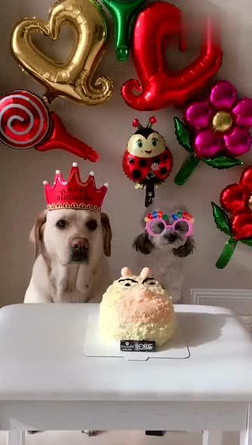 两只狗狗过生日,这搞笑的表情没谁了