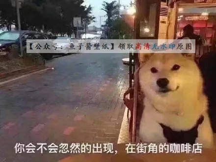 喜欢的狗不出现出现的狗不喜欢七夕表情包朋友圈文案抖音热门