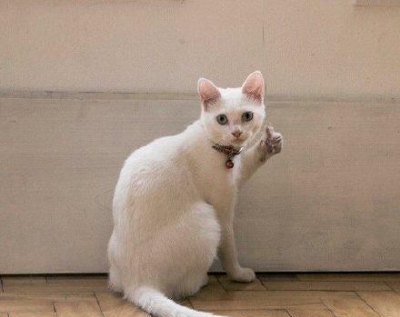 搞笑猫咪竖起了大拇指表情包,老哥稳
