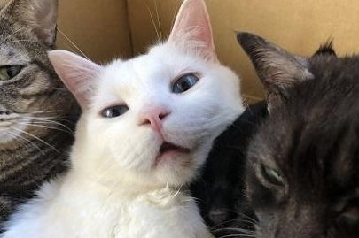 主人拍下猫咪好笑的表情,没想到被旁边的猫瞪了一眼,惹不起啊