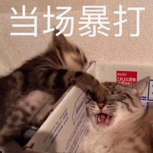聊天必备沙雕表情包