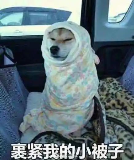 寒潮将至,科科和你一起等一场雪