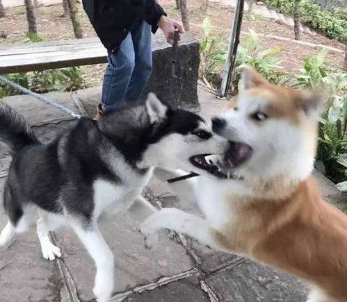 哈士奇跟柴犬干上了,一大波表情包正在袭来,笑死人啦