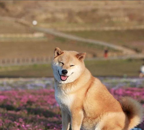 柴犬换牙期间要注意什么科瑞卡科普