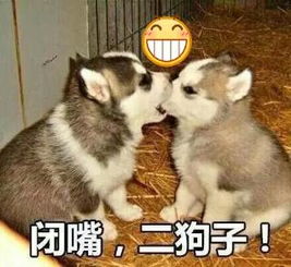 媚儿