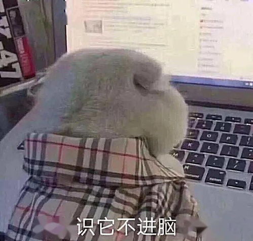 超搞笑的动态表情包脑子