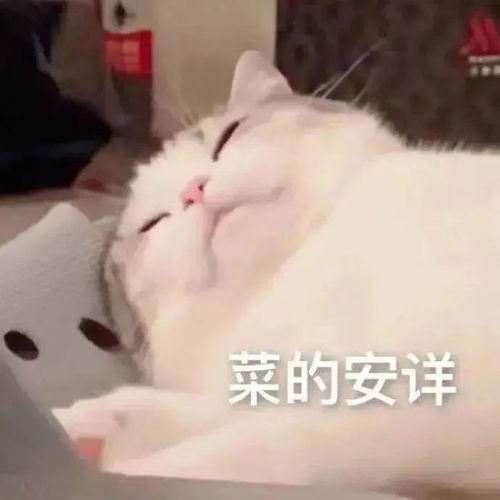 铲屎官救命我被小猫文学整破防了