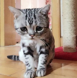 委屈猫走红网络盘点动物界的搞笑能手组图