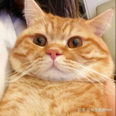 橘猫头像可爱微信头像