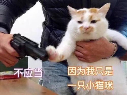 骂人表情包搞笑图片小猫