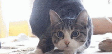 一只猫撞脸李易峰,眼神表情一模一样走红网络,猫版李易峰