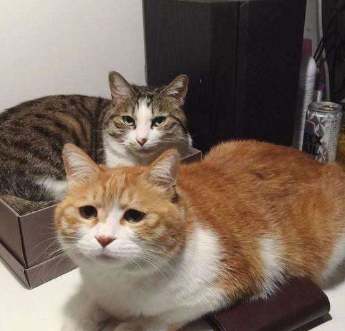 猫咪表情包搞笑橘猫