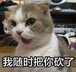 猫咪搞笑表情包演绎