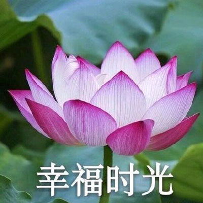 中老年人头像风景和花老年人专用微信头像