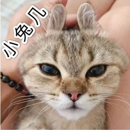 全新猫咪斗图表情包来啦